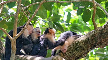 Monkeys in the Rainforest