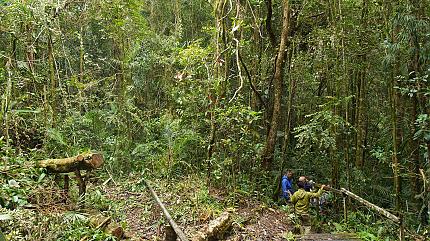 Hiking in the Jungle