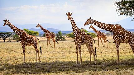 Wildlife Safari, Serengeti National Park