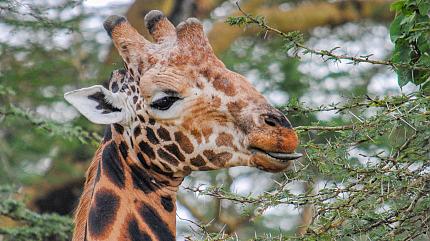 Samburu National Reserve