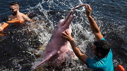 Wildlife in the Amazon Rainforest