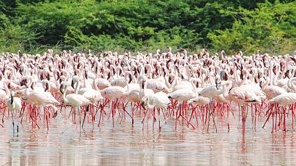 Lake Nakuru National Park