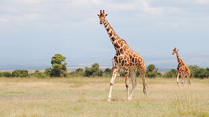 Maasai Mara National Reserve