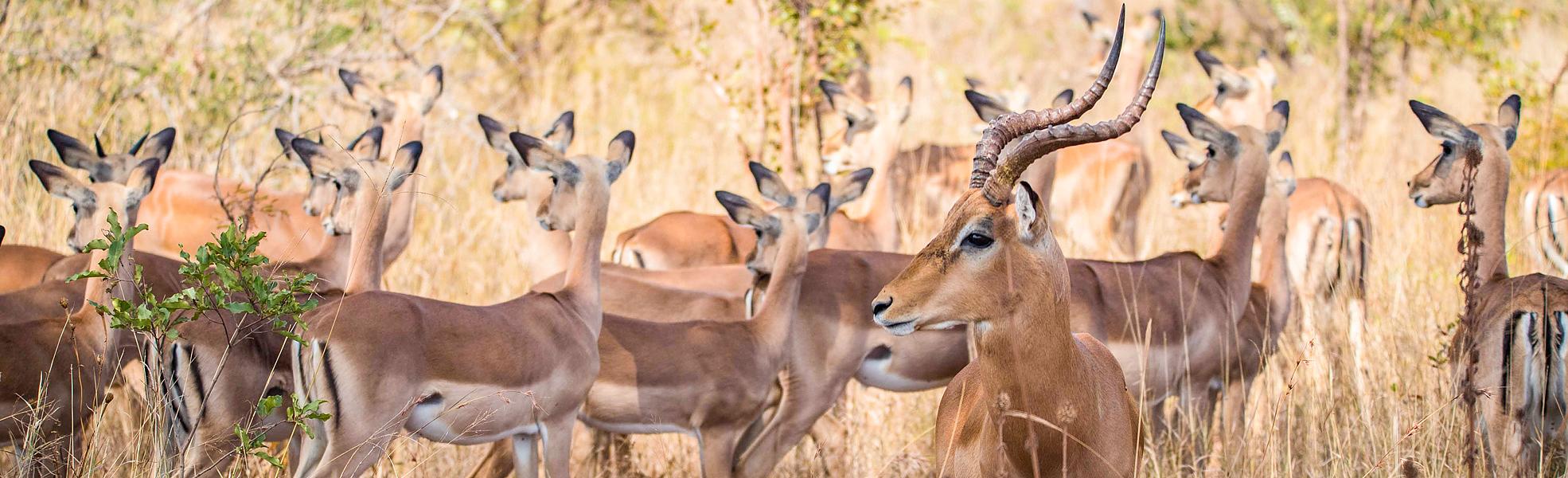 Serengeti Safari with Zanzibar | Custom Your Dream Tanzania Safari
