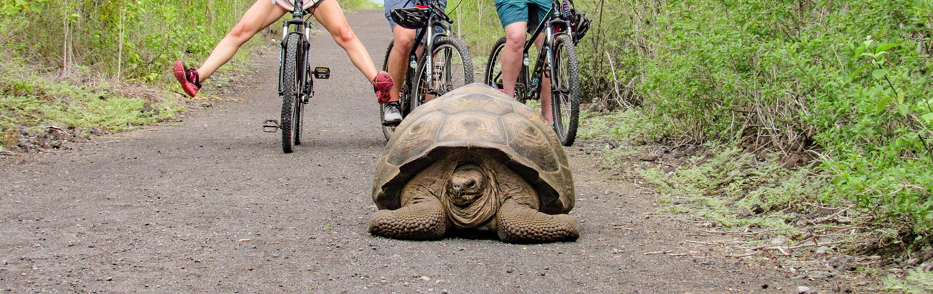Galapagos Tortoise