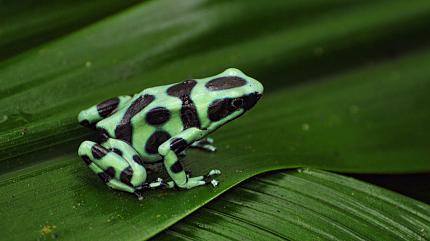 Frog in the Rainforest