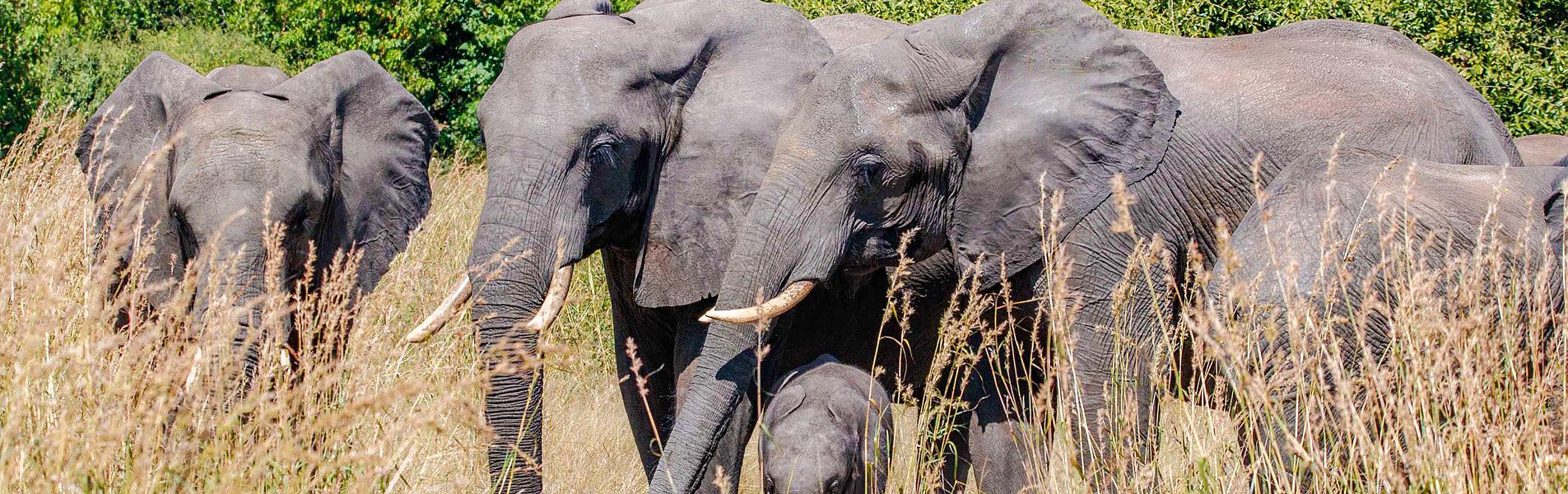 Amboseli National Park