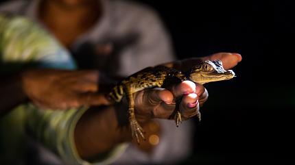 Wildlife in the Amazon Rainforest