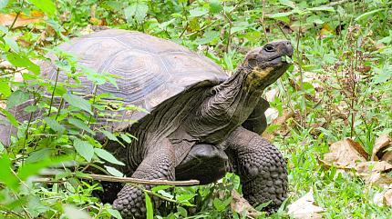 Giant Tortoise