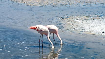 Chaxa Lagoon, San Pedro de Atacama