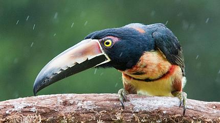 Birds Watching, Monteverde Cloud Forest