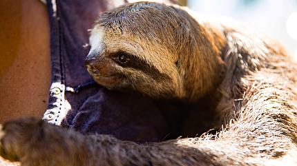 Wildlife in the Amazon Rainforest