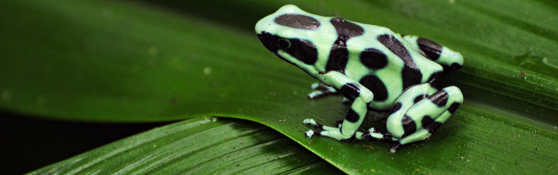 Frog in the Rainforest
