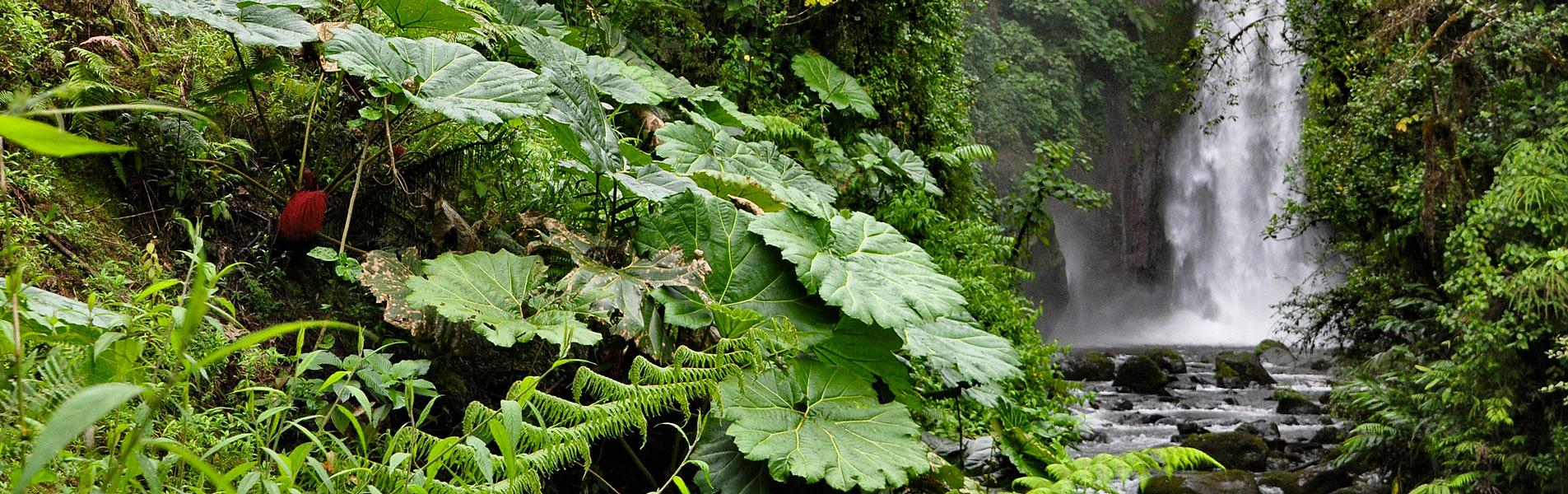 Jungle