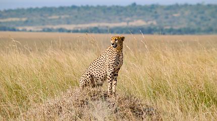 Maasai Mara National Reserve