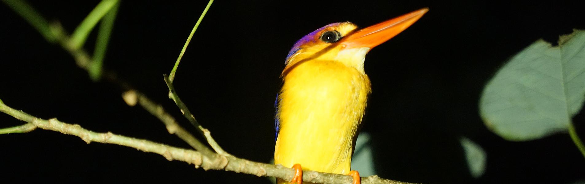 Borneo Eco Tour