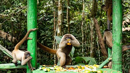 Wildlife in the Amazon Rainforest