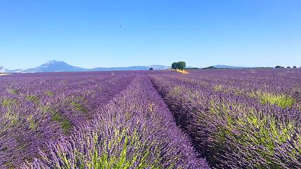 Lavender Fields of Provence
