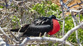 The Frigate Bird on San Cristobal Island