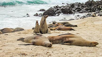 Sea Lions