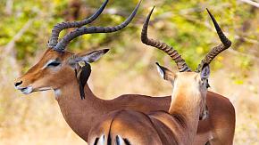 Tanzania safari