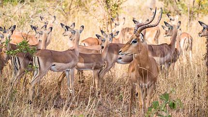 Serengeti National Park, Tanzania