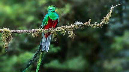 Birds Watching in Rainforest