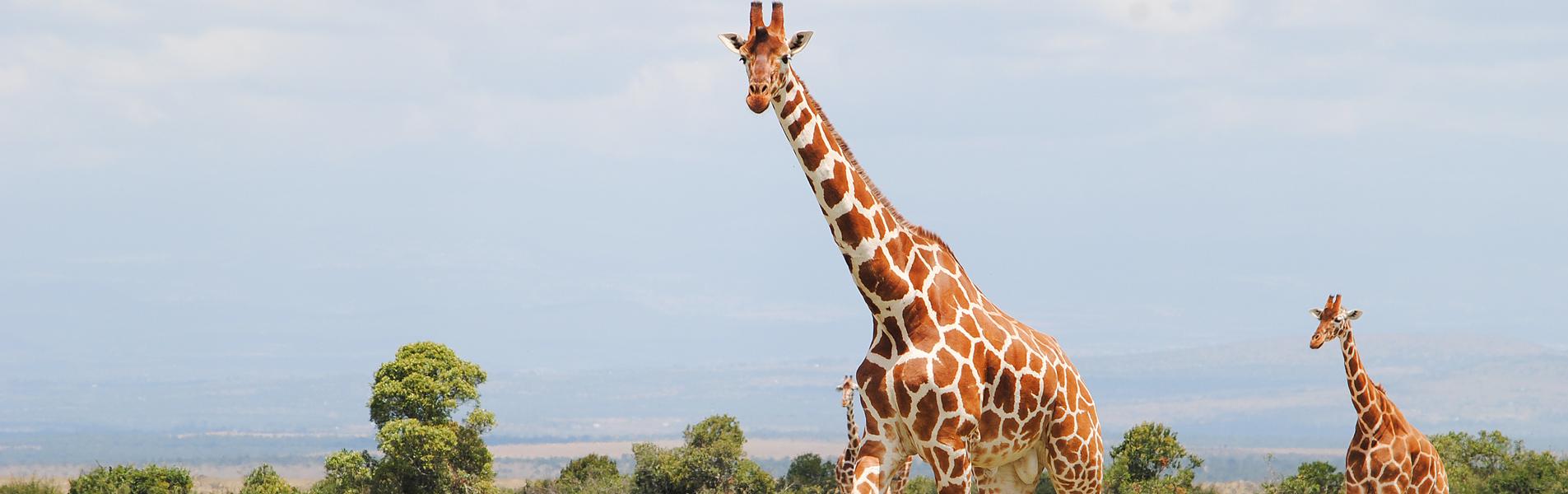 Masai Mara National Reserve