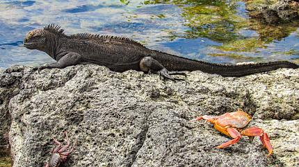 Lava Lizards