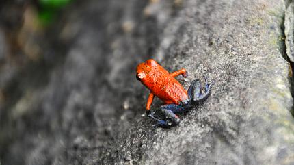 Frog in the Rainforest
