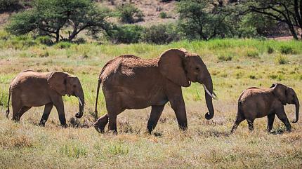 Maasai Mara National Park, Kenya