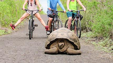 Giant Tortoise