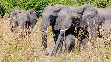 Wildlife Safari, Serengeti National Park