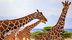 Tanzania safari