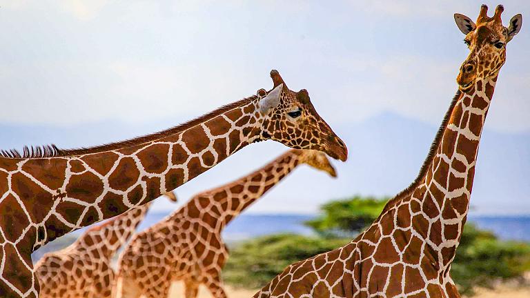 Tanzania safari