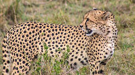 Wildlife Safari, Serengeti National Park