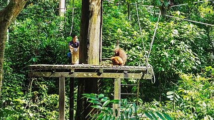 Sepilok Orangutan Rehabilitation Centre