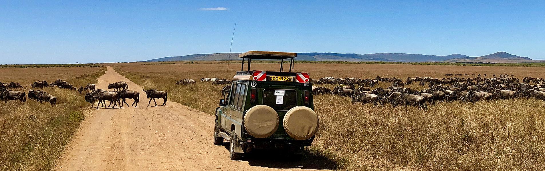 The Great Migration Safari
