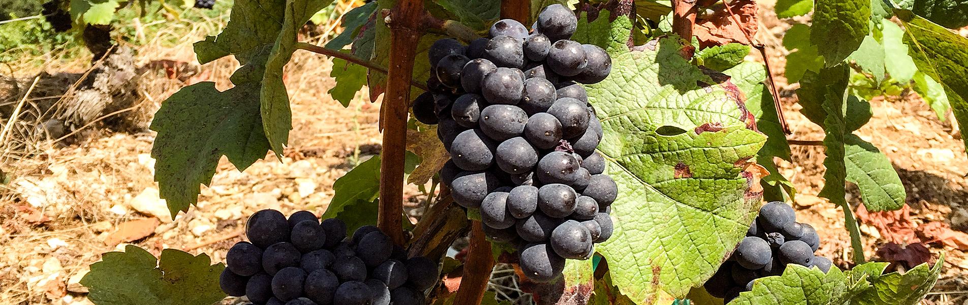 Bordeaux Wine Tour