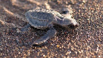 Sea Turtle