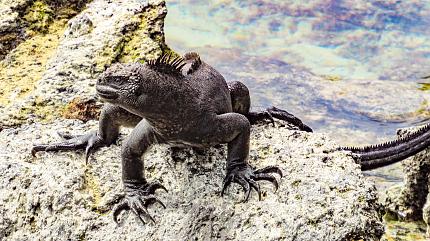 Lizard