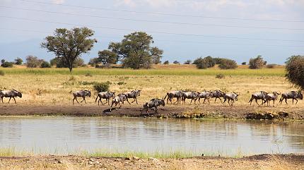Sabi Sand Game Reserve, South Africa