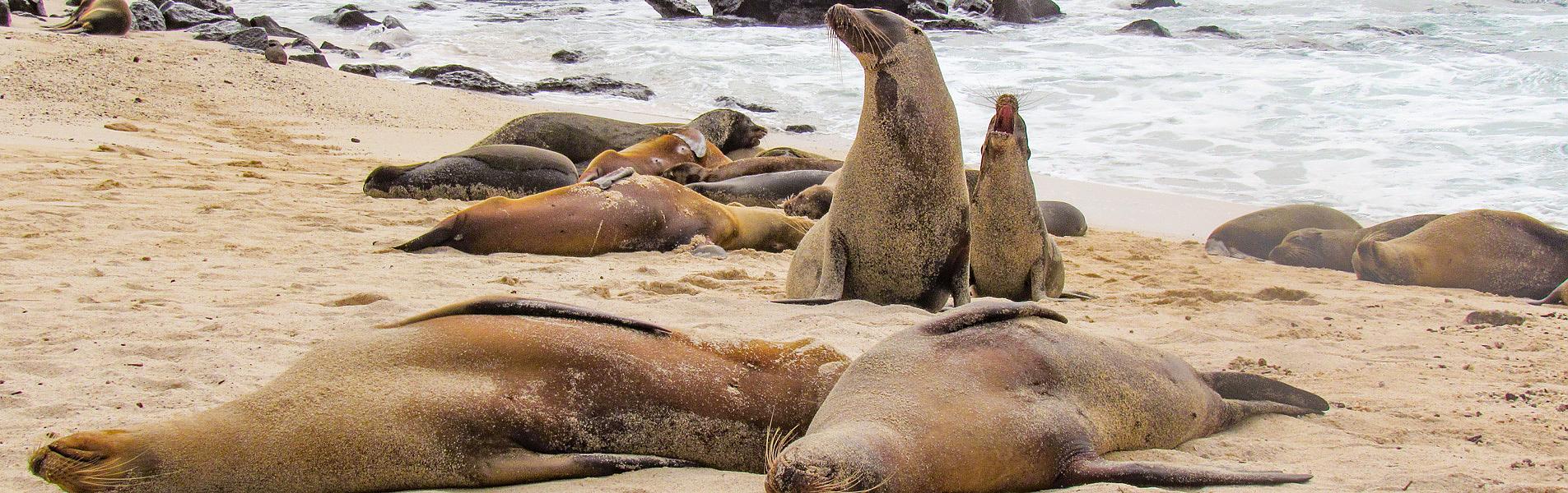 Galapagos Islands