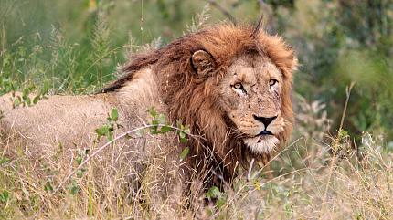 Sabi Sand Game Reserve, South Africa