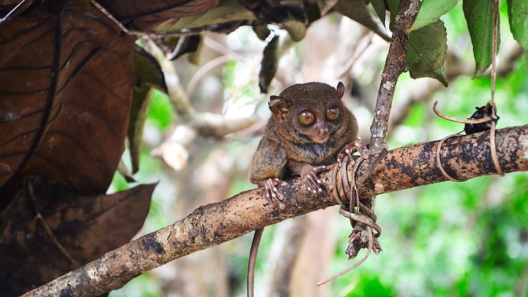 Tarsier 