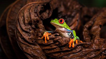 Frog in the Arenal Volcano National Park