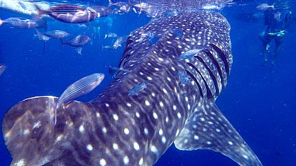 Whale Watching, Dumaguete