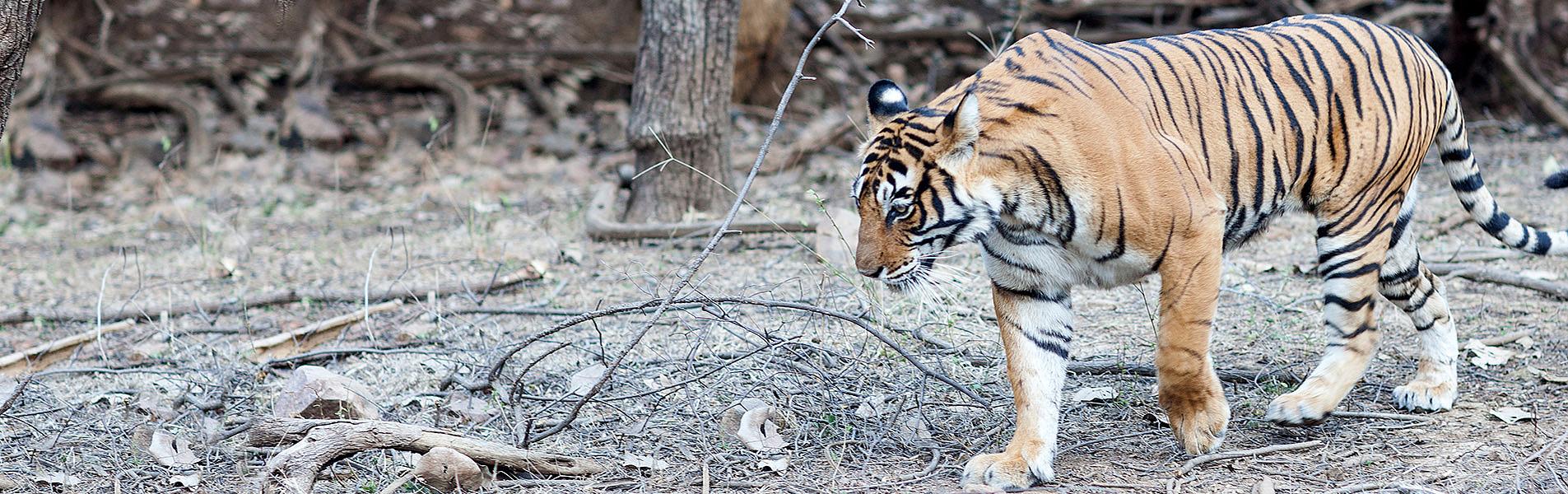 Classic India with Tiger Safari