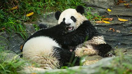Giant Panda Reserve, Chengdu
