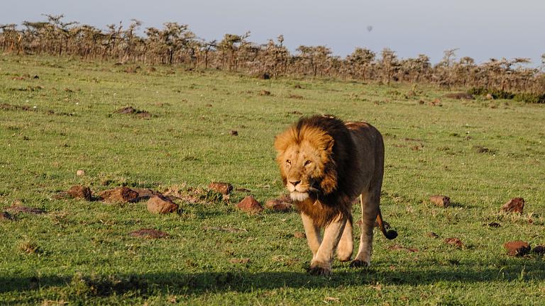 Maasai Mara Adventure